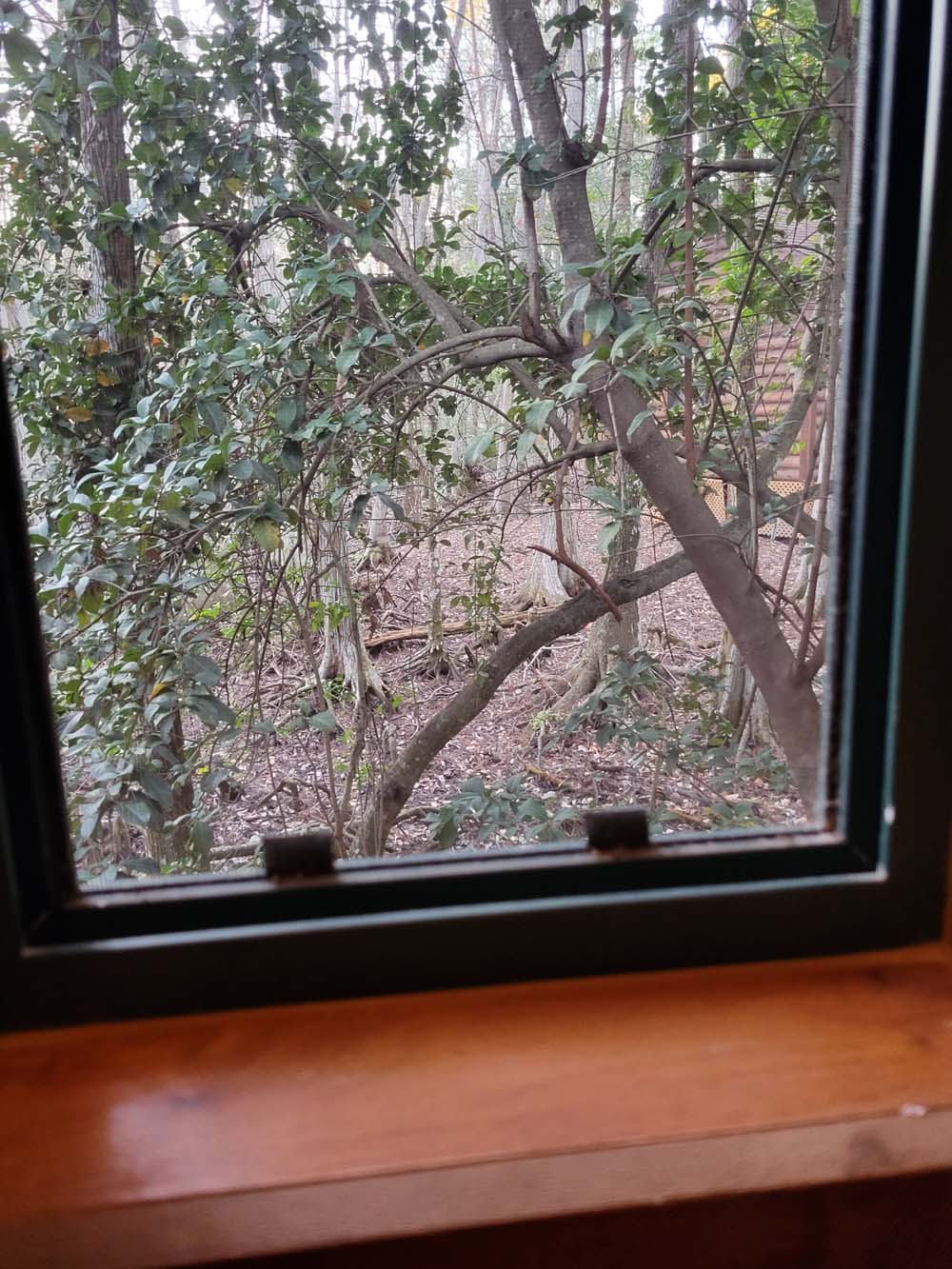 Fort Wilderness Cabins windows